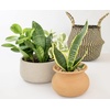 image:imageAltman Plants Classic Houseplant Collection 4PK Live Indoor Plants in 4 Pots Easy Care House Plants Snake Plant Pothos in Potting Soil Clean Air Plants4Pack