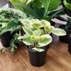 image:imageAltman Plants Classic Houseplant Collection 4PK Live Indoor Plants in 4 Pots Easy Care House Plants Snake Plant Pothos in Potting Soil Clean Air Plants3Pack