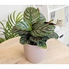 image:imageAltman Plants Classic Houseplant Collection 4PK Live Indoor Plants in 4 Pots Easy Care House Plants Snake Plant Pothos in Potting Soil Clean Air Plants4Pack