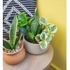 image:imageAltman Plants Classic Houseplant Collection 4PK Live Indoor Plants in 4 Pots Easy Care House Plants Snake Plant Pothos in Potting Soil Clean Air Plants4Pack