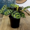 image:imageAltman Plants Classic Houseplant Collection 4PK Live Indoor Plants in 4 Pots Easy Care House Plants Snake Plant Pothos in Potting Soil Clean Air Plants3Pack