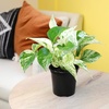 image:imageAltman Plants Classic Houseplant Collection 4PK Live Indoor Plants in 4 Pots Easy Care House Plants Snake Plant Pothos in Potting Soil Clean Air Plants3Pack