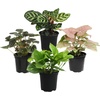 image:imageAltman Plants Classic Houseplant Collection 4PK Live Indoor Plants in 4 Pots Easy Care House Plants Snake Plant Pothos in Potting Soil Clean Air Plants4Pack