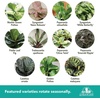 image:imageAltman Plants Classic Houseplant Collection 4PK Live Indoor Plants in 4 Pots Easy Care House Plants Snake Plant Pothos in Potting Soil Clean Air Plants3Pack