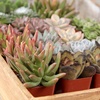 image:imageAltman Plants Deluxe Live Succulents 6 Pack No Duplicates Assorted Varieties amp Shapes Easy Plant Care 2 in Pots