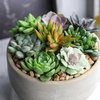 image:imageAltman Plants Deluxe Live Succulents 6 Pack No Duplicates Assorted Varieties amp Shapes Easy Plant Care 2 in Pots
