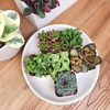 image:imageAltman Plants Deluxe Live Succulents 6 Pack No Duplicates Assorted Varieties amp Shapes Easy Plant Care 2 in Pots