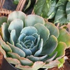 image:imageAltman Plants Echeveria Succulent Mix 4 Pack Assorted Rosette Succulents for Garden amp Home Easy Plant Care 1 Quart Grower Pots Rotating Varieties Real Succulents amp Houseplants for Plant Lovers