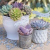 image:imageAltman Plants Echeveria Succulents Live Plants 12PK Live Succulents Plants Live Houseplants Live Indoor Plants Succulent Plants Succulent Plant House Plants Indoors Live Succulent Party Favors