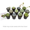 image:imageAltman Plants Echeveria Succulents Live Plants 12PK Live Succulents Plants Live Houseplants Live Indoor Plants Succulent Plants Succulent Plant House Plants Indoors Live Succulent Party Favors