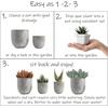 image:imageAltman Plants Echeveria Succulents Live Plants 12PK Live Succulents Plants Live Houseplants Live Indoor Plants Succulent Plants Succulent Plant House Plants Indoors Live Succulent Party Favors