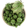 image:imageAltman Plants Euphorbia anoplia Live Plant Decor Exotic Plants Cacti Plants Live Succulents Plants Live Plants Indoor Plants Live Houseplants Live Indoor House Plants Real Plants Indoor Live PlantsEuphorbia anoplia