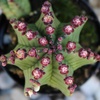 image:imageAltman Plants Euphorbia anoplia Live Plant Decor Exotic Plants Cacti Plants Live Succulents Plants Live Plants Indoor Plants Live Houseplants Live Indoor House Plants Real Plants Indoor Live PlantsEuphorbia anoplia