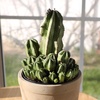 image:imageAltman Plants Euphorbia anoplia Live Plant Decor Exotic Plants Cacti Plants Live Succulents Plants Live Plants Indoor Plants Live Houseplants Live Indoor House Plants Real Plants Indoor Live PlantsEuphorbia anoplia