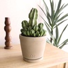 image:imageAltman Plants Euphorbia anoplia Live Plant Decor Exotic Plants Cacti Plants Live Succulents Plants Live Plants Indoor Plants Live Houseplants Live Indoor House Plants Real Plants Indoor Live PlantsEuphorbia anoplia