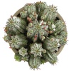 image:imageAltman Plants Euphorbia horrida Live Plant Decor Exotic Plants Cacti Plants Live Succulents Plants Live Plants Indoor Plants Live Houseplants Live Indoor House Plants Real Plants Indoor Live Plants