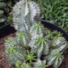 image:imageAltman Plants Euphorbia horrida Live Plant Decor Exotic Plants Cacti Plants Live Succulents Plants Live Plants Indoor Plants Live Houseplants Live Indoor House Plants Real Plants Indoor Live Plants