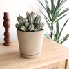 image:imageAltman Plants Euphorbia horrida Live Plant Decor Exotic Plants Cacti Plants Live Succulents Plants Live Plants Indoor Plants Live Houseplants Live Indoor House Plants Real Plants Indoor Live Plants