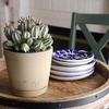 image:imageAltman Plants Euphorbia horrida Live Plant Decor Exotic Plants Cacti Plants Live Succulents Plants Live Plants Indoor Plants Live Houseplants Live Indoor House Plants Real Plants Indoor Live Plants