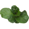 image:imageAltman Plants Fiddle Leaf Fig Ficus Tree Live Plant Decor Real House Plant with 4 Inch White Plastic Plant Pot Desk Plant amp Office Plant Grown in Indoor Plant Potting Soil Mix Easy Plant Gift