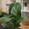 image:imageAltman Plants Fiddle Leaf Fig Ficus Tree Live Plant Decor Real House Plant with 4 Inch White Plastic Plant Pot Desk Plant amp Office Plant Grown in Indoor Plant Potting Soil Mix Easy Plant Gift