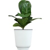 image:imageAltman Plants Fiddle Leaf Fig Ficus Tree Live Plant Decor Real House Plant with 4 Inch White Plastic Plant Pot Desk Plant amp Office Plant Grown in Indoor Plant Potting Soil Mix Easy Plant Gift