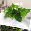 image:imageAltman Plants Golden Pothos Live Plant Decor Real Pothos Plant with 4 Inch White Plastic Plant Pot Desk Plant amp Office Plant Plant Gift Easy to Grow House Plant in Indoor Plant Potting Soil Mix