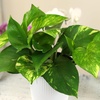 image:imageAltman Plants Golden Pothos Live Plant Decor Real Pothos Plant with 4 Inch White Plastic Plant Pot Desk Plant amp Office Plant Plant Gift Easy to Grow House Plant in Indoor Plant Potting Soil Mix
