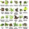 image:imageAltman Plants Live Houseplants 12PK Indoor Plants for Delivery Prime Live Plants and Gardening Gifts for Plant Lovers Planters for Indoor Plants with Potting Soil Live House Plants Indoors Live