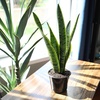 image:imageAltman Plants Live Snake Plant Laurentii Virtually Indestructible Easy Succulent Houseplant 4 in Pot