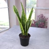 image:imageAltman Plants Live Snake Plant Laurentii Virtually Indestructible Easy Succulent Houseplant 4 in Pot