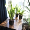 image:imageAltman Plants Live Snake Plant Laurentii Virtually Indestructible Easy Succulent Houseplant 4 in Pot