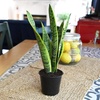 image:imageAltman Plants Live Snake Plant Laurentii Virtually Indestructible Easy Succulent Houseplant 4 in Pot