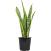 image:imageAltman Plants Live Snake Plant Laurentii Virtually Indestructible Easy Succulent Houseplant 4 in Pot