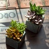 image:imageAltman Plants Live Succulents Plants Live Houseplants 5PK Succulent Plants Live Indoor Plants Live Plants Indoor Live House Plants Succulent Plant Kit Live Cactus Plants Live in Succulent Soil