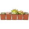 image:imageAltman Plants Live Succulents Plants Live Houseplants 5PK Succulent Plants Live Indoor Plants Live Plants Indoor Live House Plants Succulent Plant Kit Live Cactus Plants Live in Succulent Soil