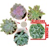 image:imageAltman Plants Live Succulents Plants Live Houseplants 5PK Succulent Plants Live Indoor Plants Live Plants Indoor Live House Plants Succulent Plant Kit Live Cactus Plants Live in Succulent Soil