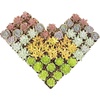 image:imageAltman Plants Live Succulents Plants Live Houseplants 5PK Succulent Plants Live Indoor Plants Live Plants Indoor Live House Plants Succulent Plant Kit Live Cactus Plants Live in Succulent Soil