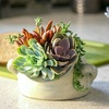 image:imageAltman Plants Live Succulents Plants Live Houseplants 5PK Succulent Plants Live Indoor Plants Live Plants Indoor Live House Plants Succulent Plant Kit Live Cactus Plants Live in Succulent Soil