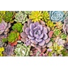 image:imageAltman Plants Live Succulents Plants Live Houseplants 5PK Succulent Plants Live Indoor Plants Live Plants Indoor Live House Plants Succulent Plant Kit Live Cactus Plants Live in Succulent Soil