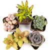 image:imageAltman Plants Live Succulents Plants Live Houseplants 5PK Succulent Plants Live Indoor Plants Live Plants Indoor Live House Plants Succulent Plant Kit Live Cactus Plants Live in Succulent Soil