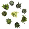 image:imageAltman Plants Live Succulents Plants Live Window Plants 8PK Live Indoor Plants Live Houseplants Live Plants Indoor Cactus Plants Live Succulent Plants House Plants Indoors Live in Succulent Soil