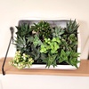 image:imageAltman Plants Live Succulents Plants Live Window Plants 8PK Live Indoor Plants Live Houseplants Live Plants Indoor Cactus Plants Live Succulent Plants House Plants Indoors Live in Succulent Soil
