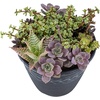 image:imageAltman Plants Lola Echeveria Succulent Plants Live Succulents Plants Live with Pot Live Indoor Plants Live Houseplants Live Indoor House Plants Indoors Live Plants Outdoor Plants Live Outdoor PlantsEcheveria Perle Von Nurnberg