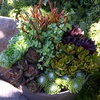 image:imageAltman Plants Lola Echeveria Succulent Plants Live Succulents Plants Live with Pot Live Indoor Plants Live Houseplants Live Indoor House Plants Indoors Live Plants Outdoor Plants Live Outdoor PlantsCrassula Ovata Jade Plant