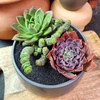 image:imageAltman Plants Lola Echeveria Succulent Plants Live Succulents Plants Live with Pot Live Indoor Plants Live Houseplants Live Indoor House Plants Indoors Live Plants Outdoor Plants Live Outdoor PlantsCrassula Rupetris Babys Necklace