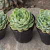 image:imageAltman Plants Lola Echeveria Succulent Plants Live Succulents Plants Live with Pot Live Indoor Plants Live Houseplants Live Indoor House Plants Indoors Live Plants Outdoor Plants Live Outdoor PlantsEcheveria Lime n Chile