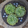 image:imageAltman Plants Lola Echeveria Succulent Plants Live Succulents Plants Live with Pot Live Indoor Plants Live Houseplants Live Indoor House Plants Indoors Live Plants Outdoor Plants Live Outdoor PlantsEcheveria Lime n Chile