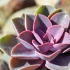 image:imageAltman Plants Lola Echeveria Succulent Plants Live Succulents Plants Live with Pot Live Indoor Plants Live Houseplants Live Indoor House Plants Indoors Live Plants Outdoor Plants Live Outdoor PlantsEcheveria Perle Von Nurnberg