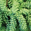 image:imageAltman Plants Lola Echeveria Succulent Plants Live Succulents Plants Live with Pot Live Indoor Plants Live Houseplants Live Indoor House Plants Indoors Live Plants Outdoor Plants Live Outdoor PlantsSedum Burros Tail